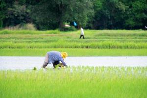 la fermière plantant sur les terres agricoles de riz paddy biologique sous la pluie photo