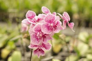 fond de fleurs de jardin fleuri photo