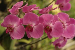 fond de fleurs de jardin fleuri photo