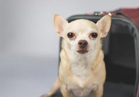 chien chihuahua brun assis et regardant la caméra devant le sac de transport pour animaux de compagnie du voyageur sur fond blanc avec espace de copie. voyager en toute sécurité avec des animaux. photo