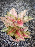 fond de plante d'intérieur colorée pour les amoureux des plantes photo