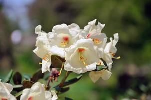 Fleurs blanches datura en gros plan dans Palmen Garten, Francfort-sur-le-Main, Hesse, Allemagne photo