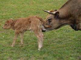 vaches en westphalie photo