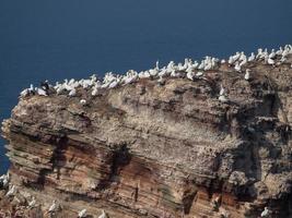 oiseaux sur l'île de helgoland photo