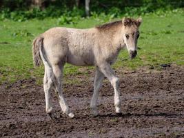 chevaux sauvages en westphalie photo