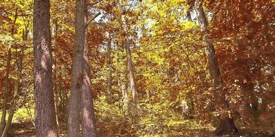 belle vue panoramique sur un paysage d'automne doré trouvé en europe photo