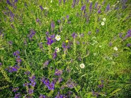 belles fleurs dans un jardin européen de différentes couleurs photo