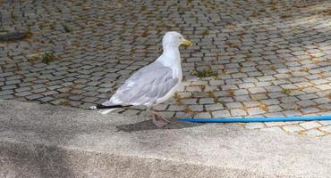 mouette affamée dans un gros plan dans la ville de kiel photo