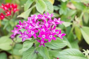 amas d'étoiles égyptien ou fleur d'étoile photo