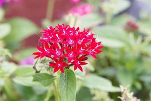 amas d'étoiles égyptien rouge ou fleur d'étoile photo