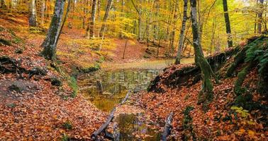 lac sazli dans le parc national de yedigoller, turquie photo