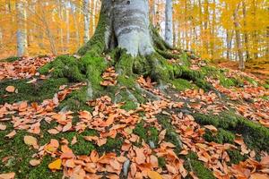 Racine d'arbre dans le parc national de Yedigoller, Turquie photo