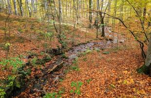 vapeur dans le parc national de yedigoller, turquie photo