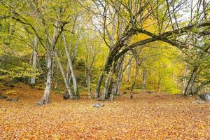 forêt dans le parc national de yedigoller, turquie photo