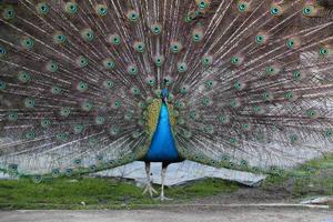 plumes de paon photo