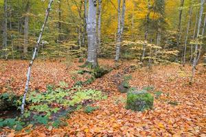 vapeur dans le parc national de yedigoller, turquie photo