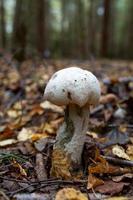 gros bolet avec un capuchon blanc sur une tige épaisse dans la photo en gros plan de la forêt d'automne. champignon blanc en macro photographie de feuilles dorées.