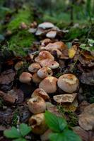 champignons de miel poussant dans le tronc d'un arbre tombé. famille de champignons armillaria dans la forêt d'automne. photo