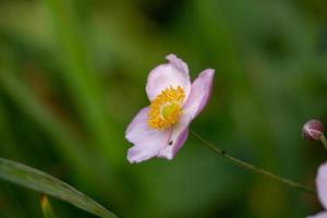 macro photographie de fleur d'anémone en été sur fond vert. Windflower blanc avec pétales violet clair photo gros plan dans une journée ensoleillée.