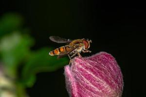 marmelade hoverfly recueille le pollen sur la macro photographie de fleur rose. episyrphus balteaus insecte sur la photographie de jardin de boutons floraux rouges. photo