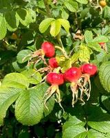 roses de hanche mûres sur une branche avec des feuilles. photo