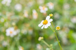 bidens pilosa var. radiata, fleurs sauvages photo