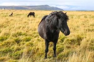 cheval islandais sur un terrain en herbe photo
