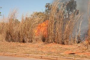 un feu de broussailles près de la réserve indienne karriri-xoco et tuxa dans la partie nord-ouest de brasilia, brésil photo