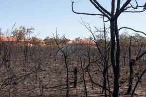 les restes calcinés d'un feu de brousse peut-être un incendie criminel près de la réserve indienne karriri-xoco et tuxa dans la partie nord-ouest de brasilia, brésil photo