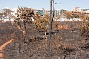 brasilia, brésil, 26 juillet 2022 les restes calcinés d'un feu de brousse peut-être un incendie criminel près de la réserve indienne karriri-xoco et tuxa dans la partie nord-ouest de brasilia, brésil photo