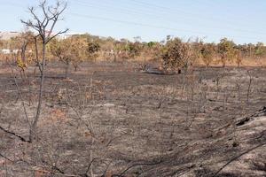 les restes calcinés d'un feu de brousse peut-être un incendie criminel près de la réserve indienne karriri-xoco et tuxa dans la partie nord-ouest de brasilia, brésil photo