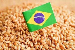 brésil sur le blé grain, l'exportation commerciale et le concept d'économie. photo