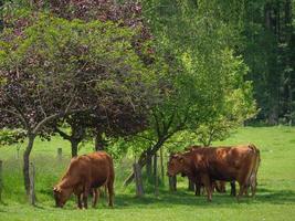 vaches en westphalie photo