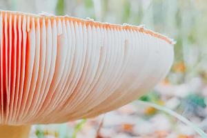 gros plan de champignon agaric de mouche dangereux. ingrédient pour le microdosage avec des psilocybines. photo