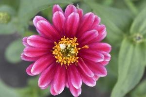 fleurs rouges et oranges de gros plan à feuilles étroites de zinnia. beau zinnia elegans. photo