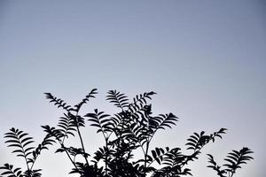 feuilles et branches de sorbier contre le ciel bleu. photo