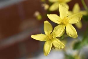 fleurs jaunes de st. millepertuis hypericacées de l'ordre des malpighiales. belles petites fleurs macrophoto. photo