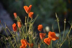 fleurs fermées multicolores d'ashsholtsia dans la lumière du soir du soleil. belles fleurs le soir. photo