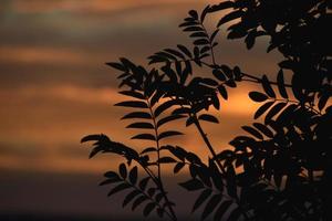 coucher de soleil bleu-rose cramoisi et branches de sorbier. belle couleur de coucher de soleil et feuilles. photo