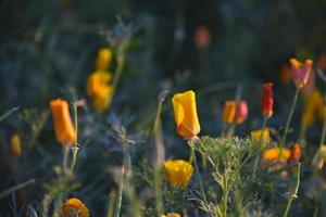 fleurs fermées multicolores d'ashsholtsia dans la lumière du soir du soleil. belles fleurs le soir. photo