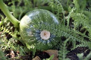 petite citrouille verte dans le jardin dans les buissons en été. photo