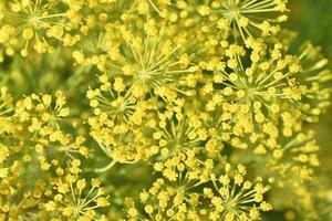 gros plan de fleurs d'aneth jaune. macrophotographie de fleurs d'aneth jaune. photo