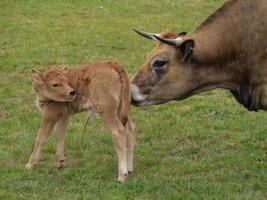 vaches en westphalie photo