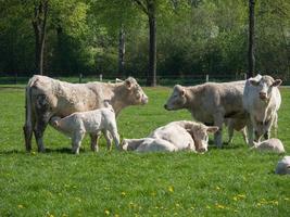 Vaches blanches sur un pré en Allemagne photo