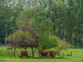 vaches en westphalie photo