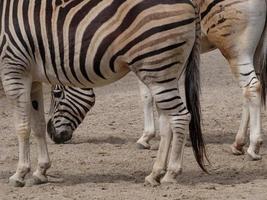 animaux du zoo photo