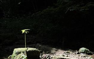 une seule plante poussant vers le haut au soleil devant un fond sombre photo