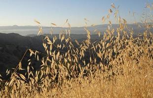 plantes sèches à côté d'un chemin - sécheresse en californie photo