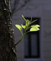 une branche verte fraîche qui pousse d'un arbre au printemps photo
