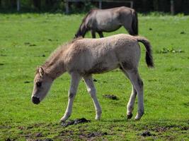 chevaux sauvages en westphalie photo